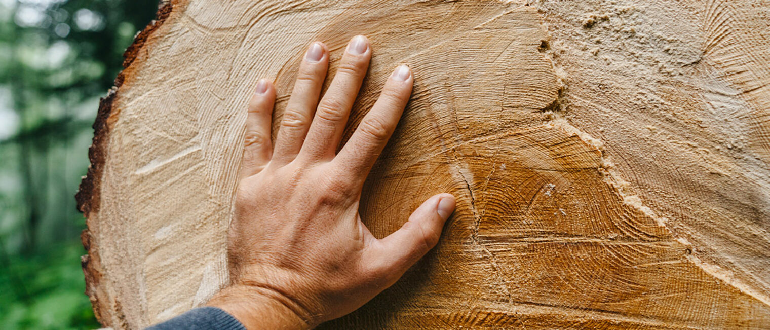 Über Jahrzehnte gewachsen, in Kürze ausverkauft: Holz aus Deutschland wird in Deutschland zur Mangelware. Über Jahrzehnte gewachsen, in Kürze ausverkauft: Holz aus Deutschland wird in Deutschland zur Mangelware.